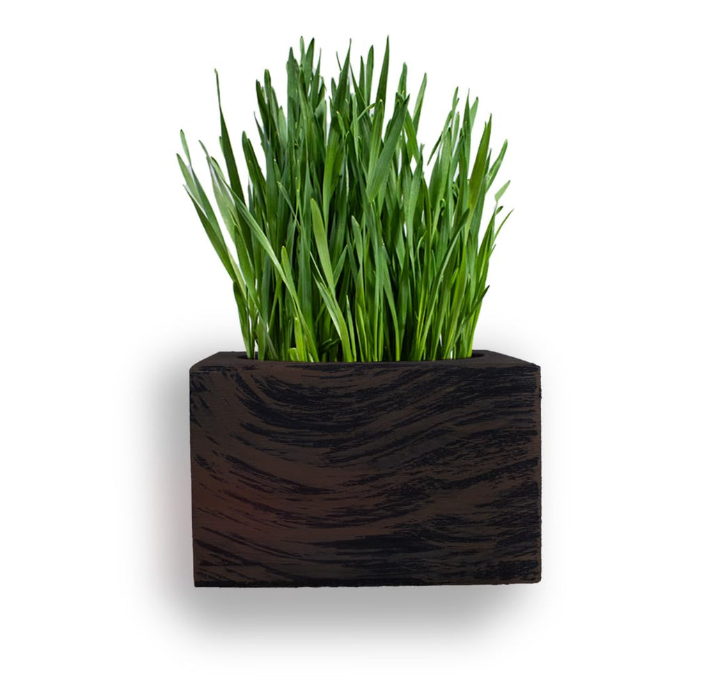 Organic Cat Grass Kit with Interactive Fish Toy B8449