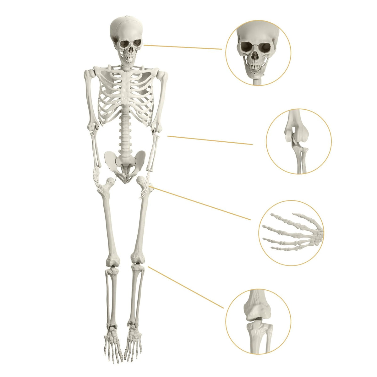 5.4Ft Poseable Skeleton with Movable Joints X200