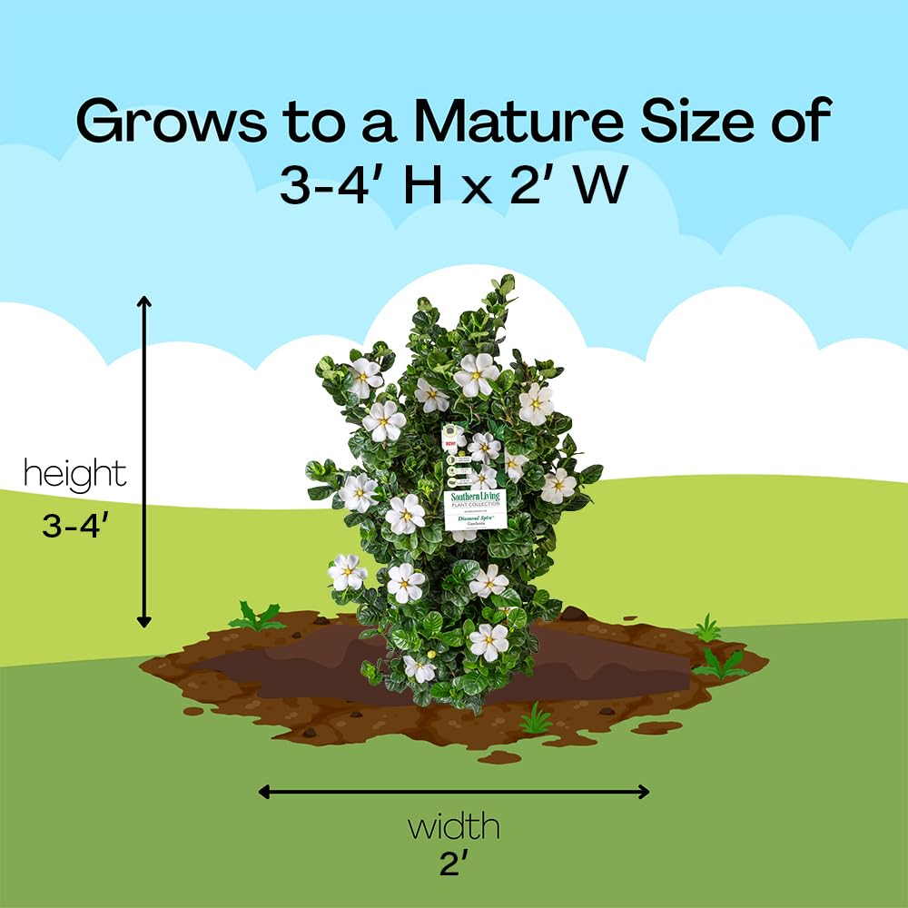 2 Gallon Gardenia Shrub X36694