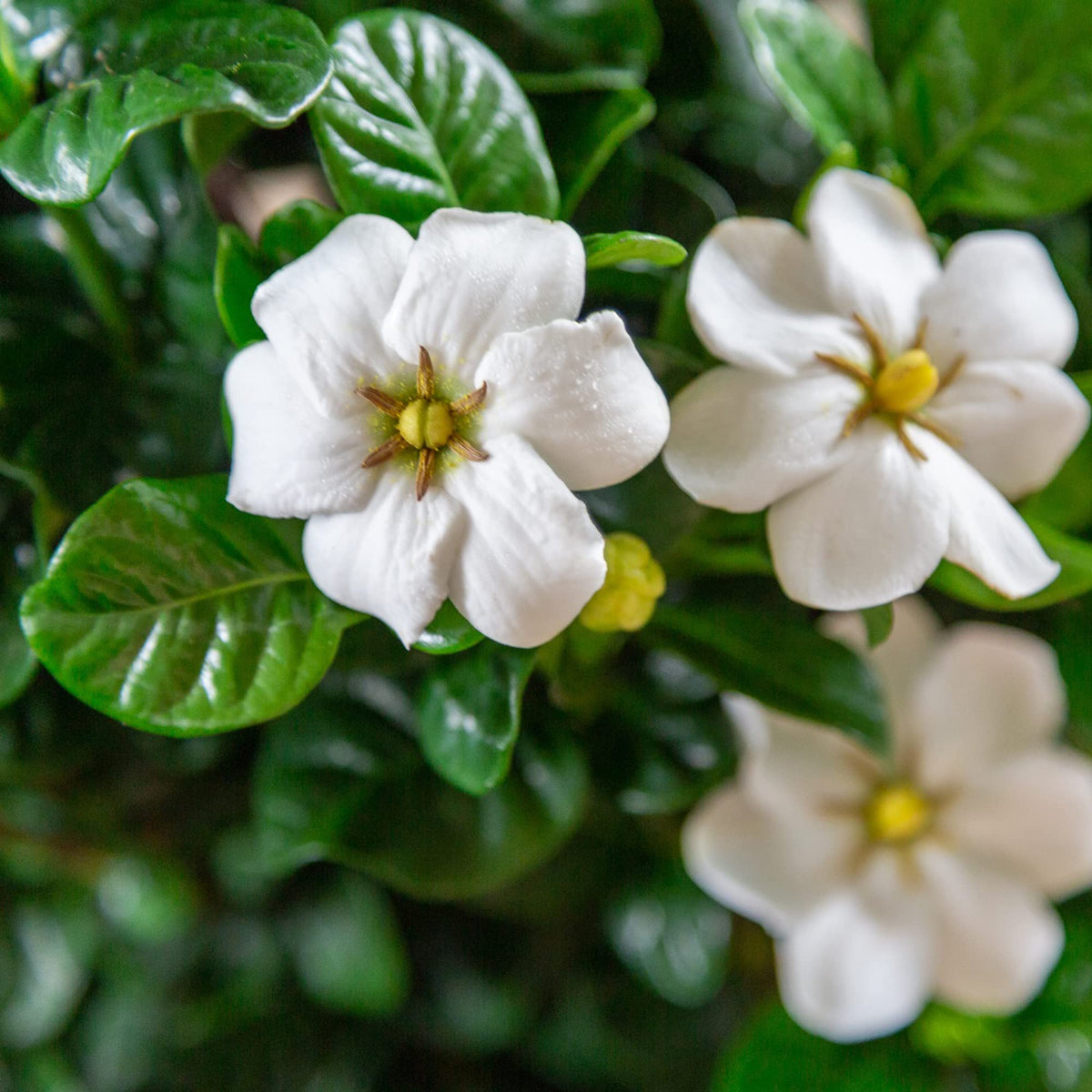 2 Gallon Gardenia Shrub X36694