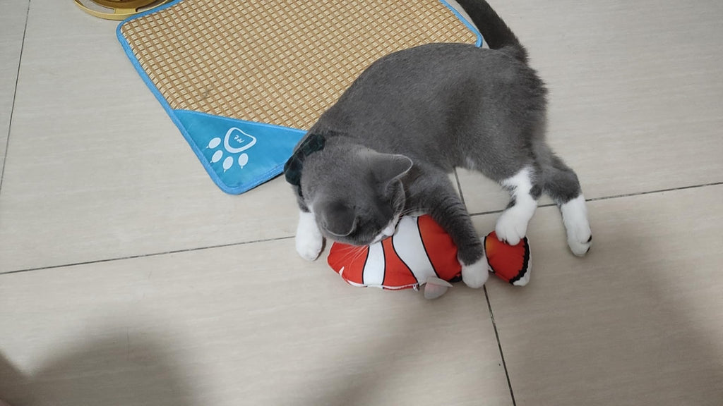 Organic Cat Grass Kit with Interactive Fish Toy B8449