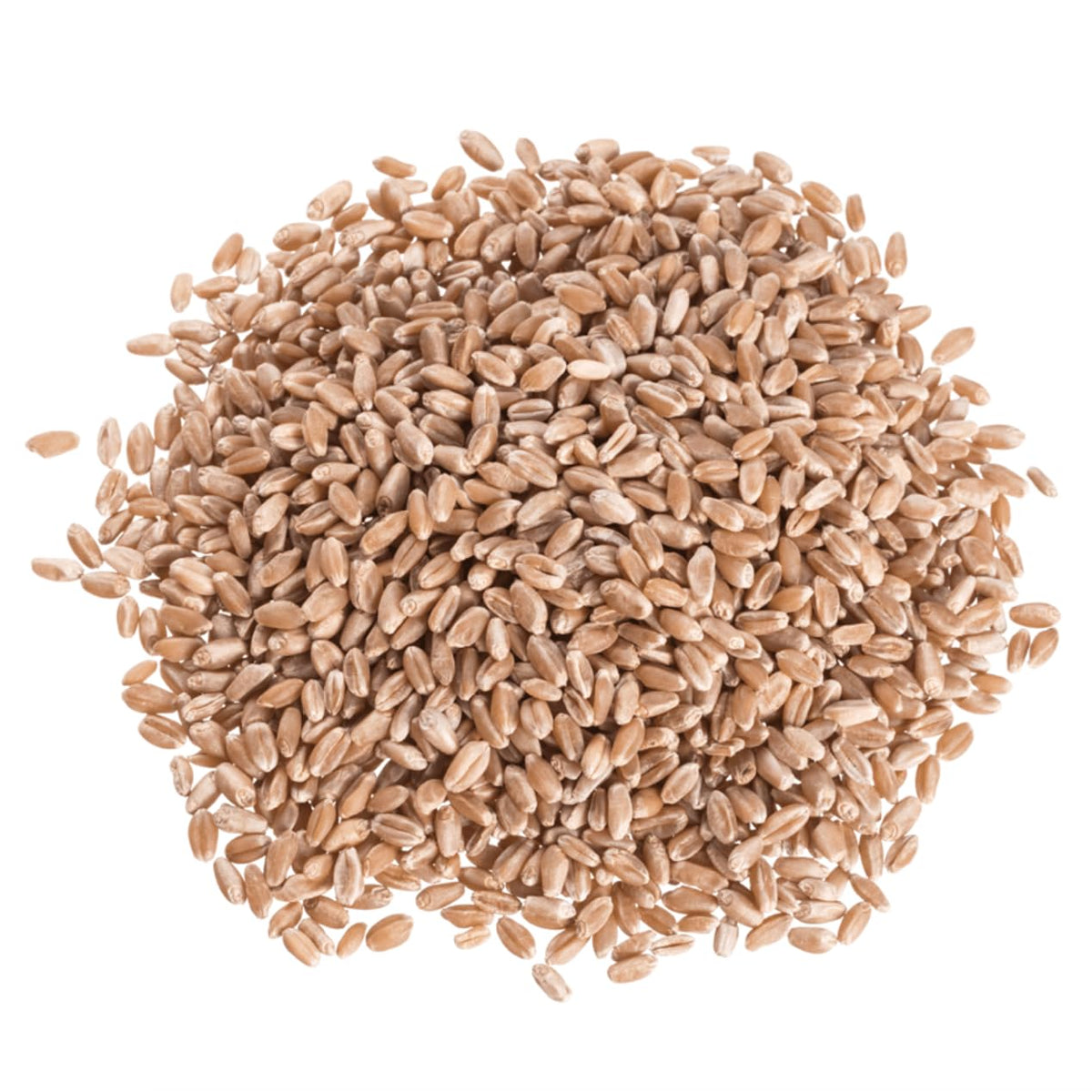 Organic Hard Red Wheat Berries 25 lb Y210