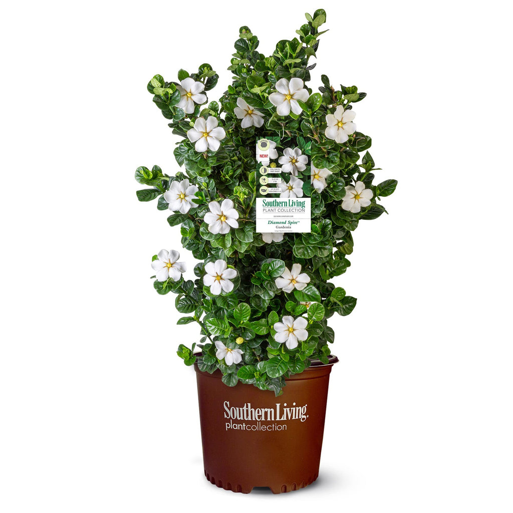 2 Gallon Gardenia Shrub X36694