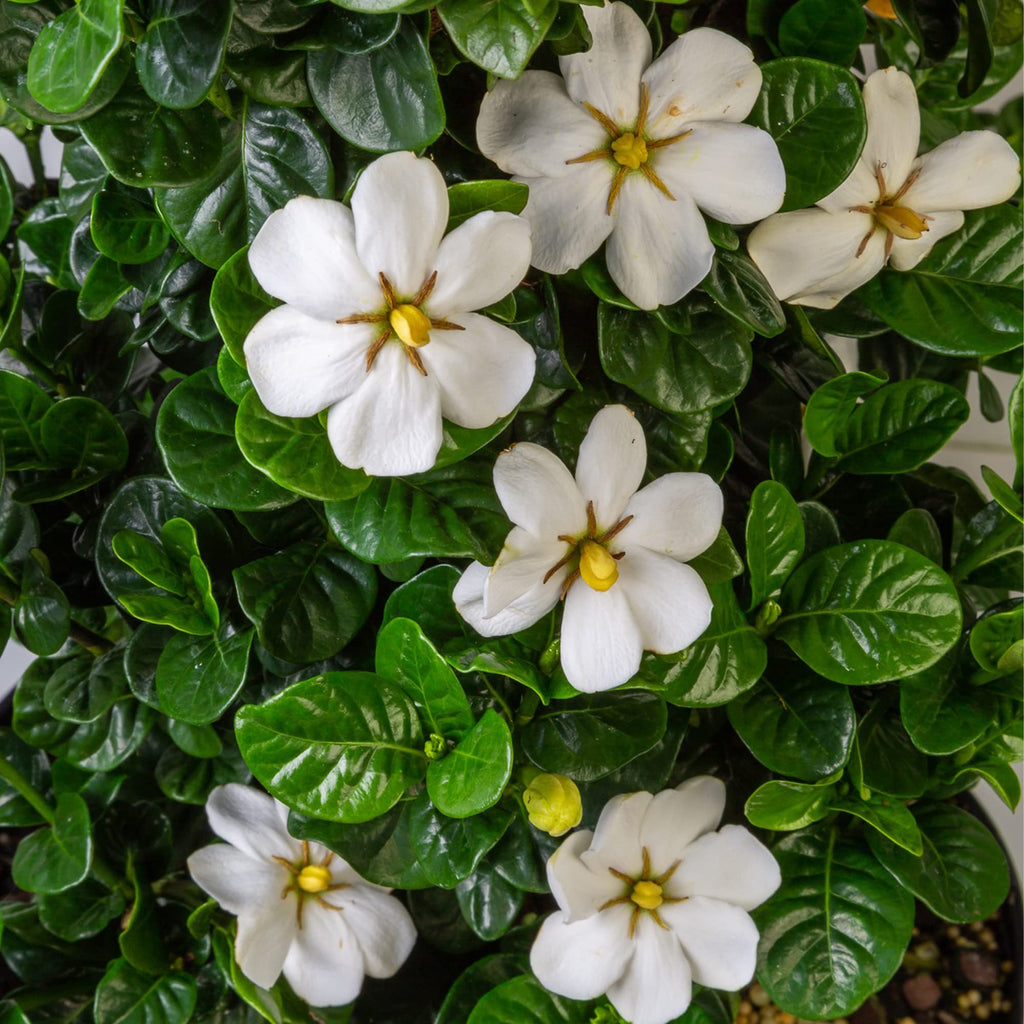 2 Gallon Gardenia Shrub X36694