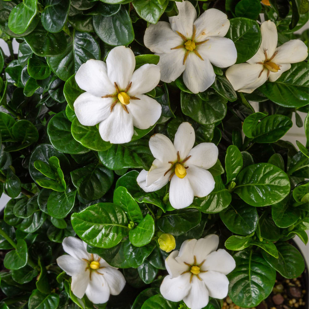 2 Gallon Gardenia Shrub X36694