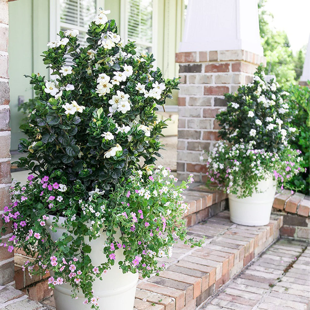 2 Gallon Gardenia Shrub X36694