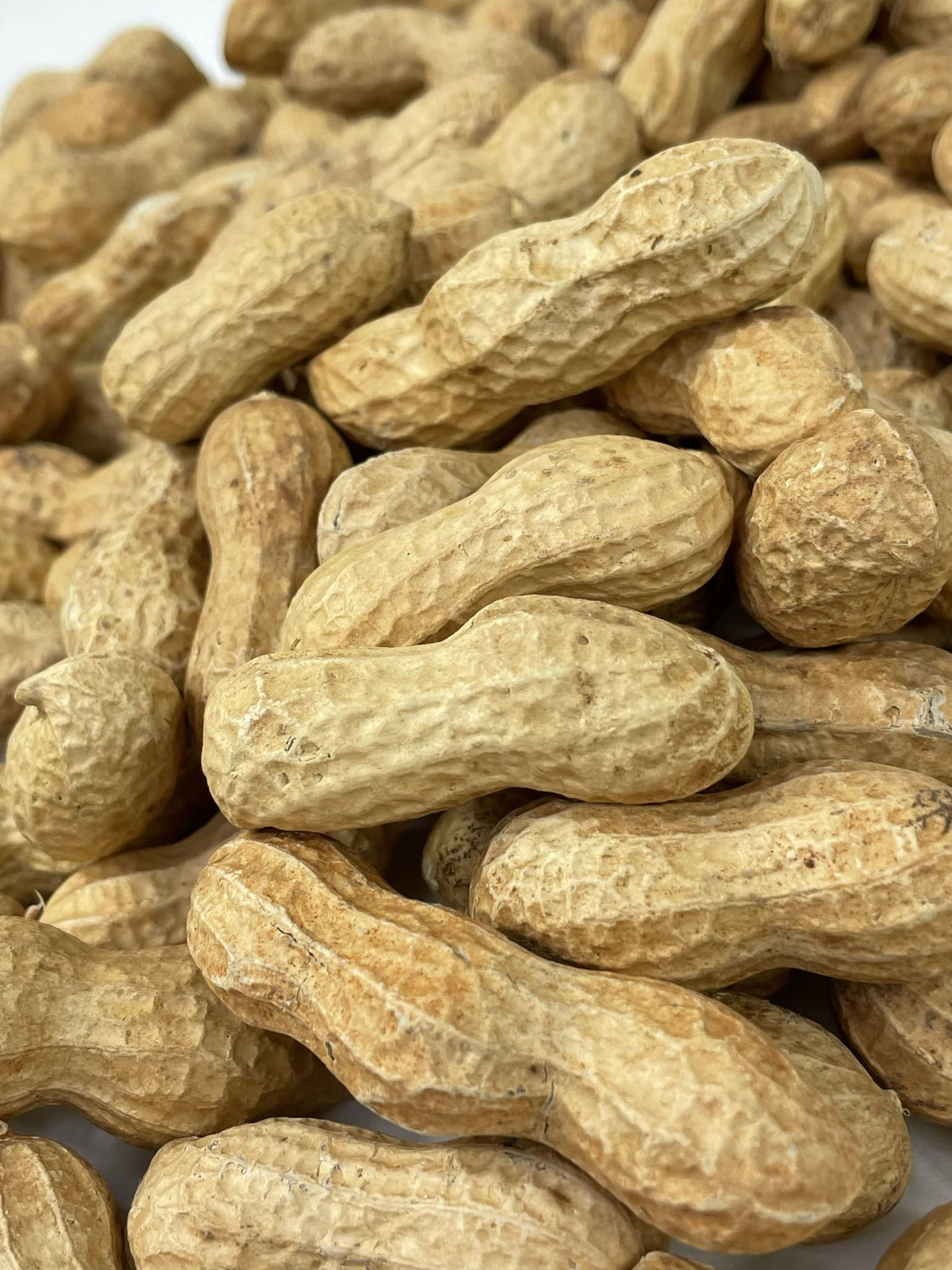 Raw Peanuts in Shell 10LB I34272