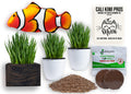 Organic Cat Grass Kit with Interactive Fish Toy B8449