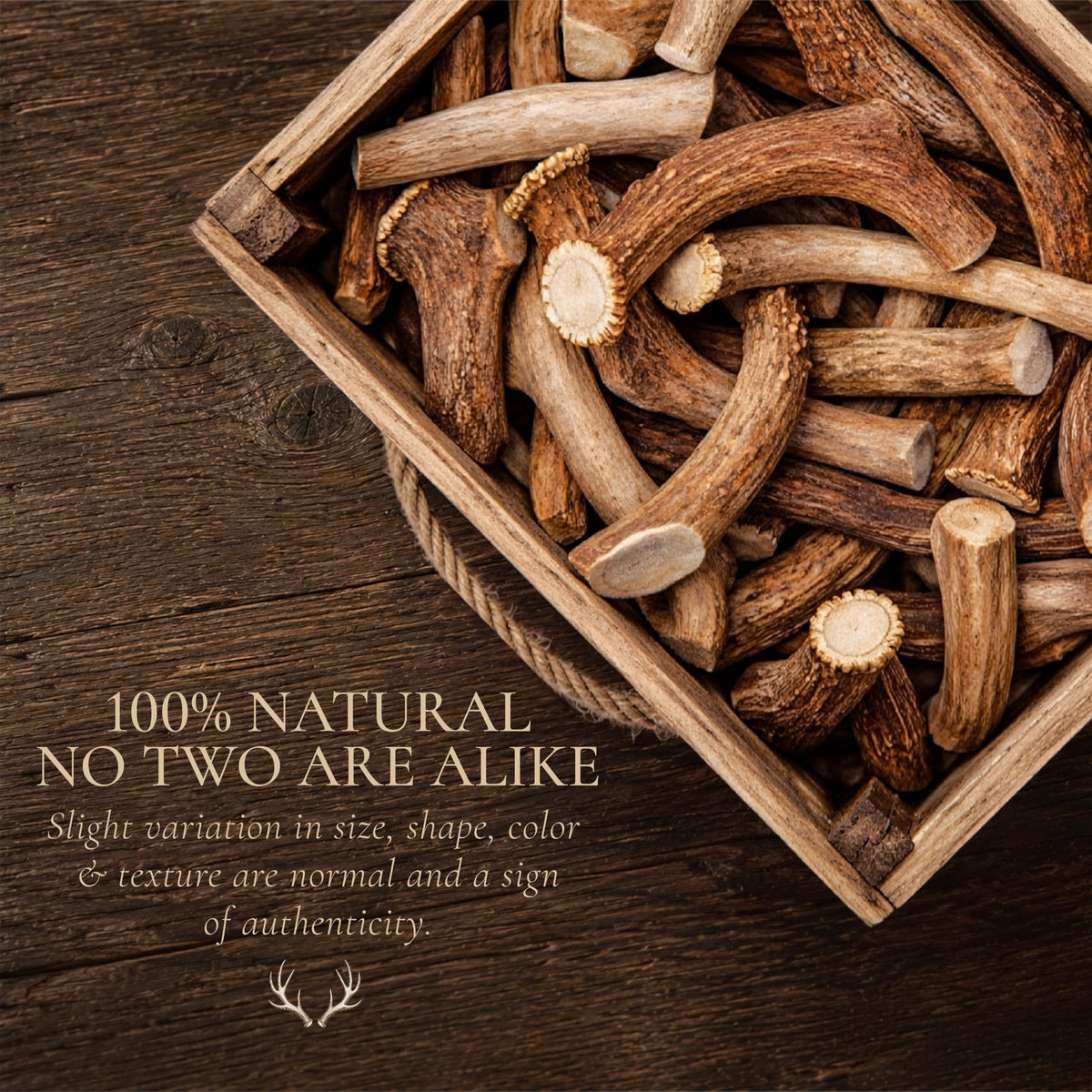 Whole Deer Antlers for Dogs 1 lb Bulk Pack Y654735
