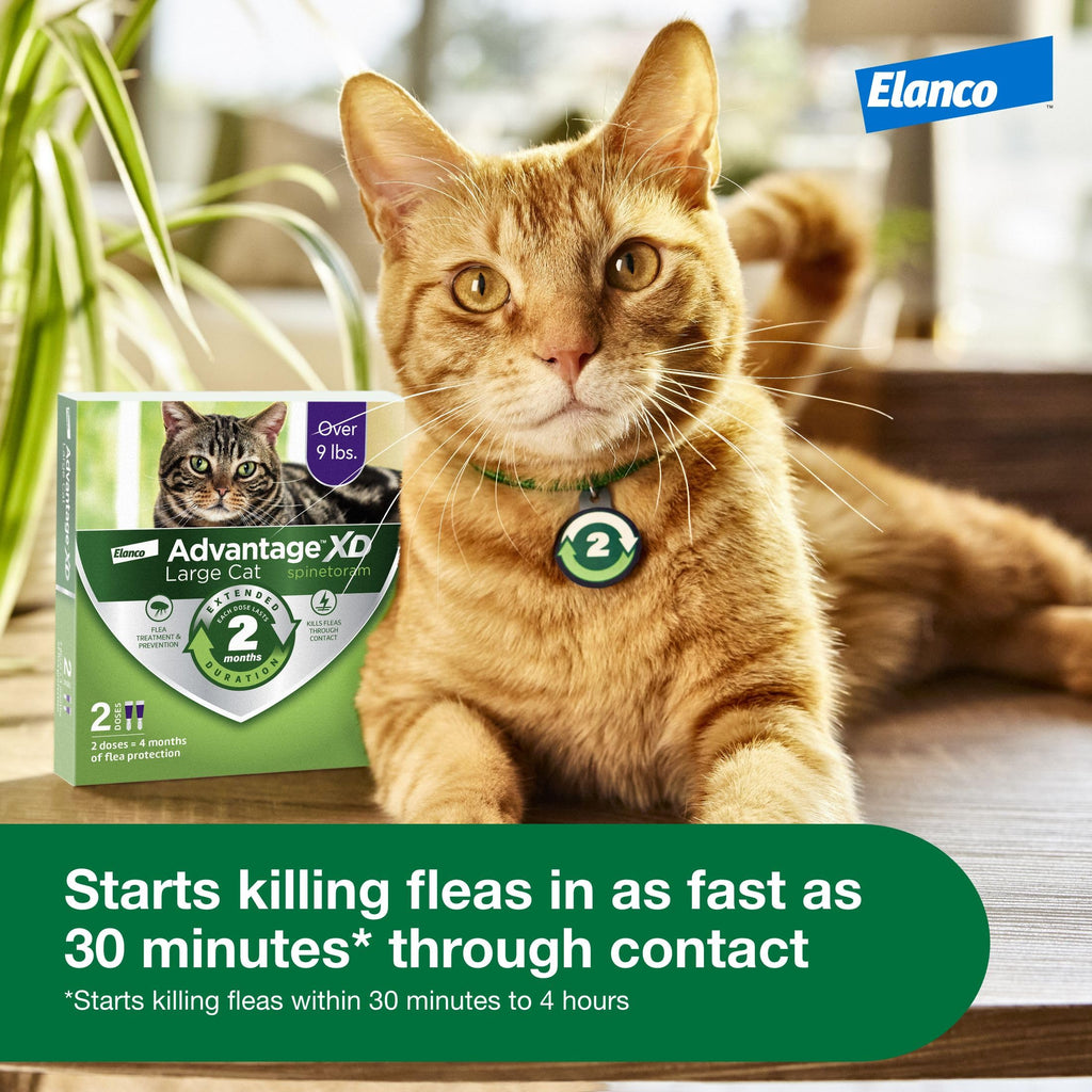 Large Cat Topical Flea Treatment & Prevention 1ct N526424