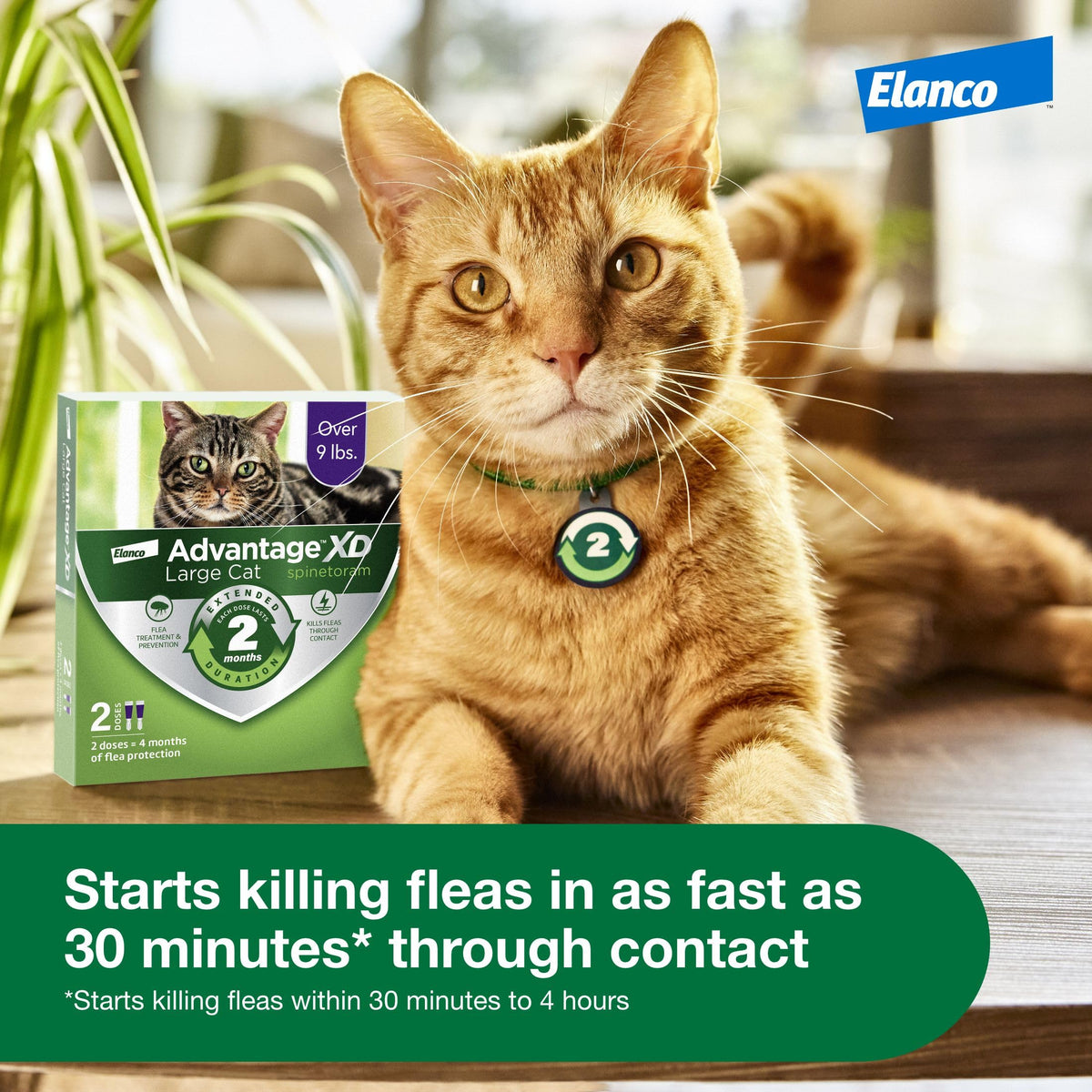 Large Cat Topical Flea Treatment & Prevention 1ct N526424